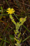 Pineland goldenaster